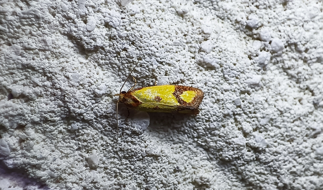 Agapeta zoegana - barnacsíkos sárgamoly