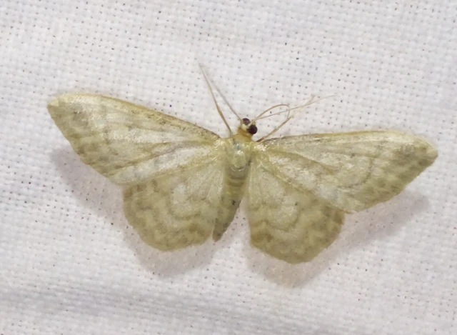 Idaea dilutaria - napvirág-apróaraszoló