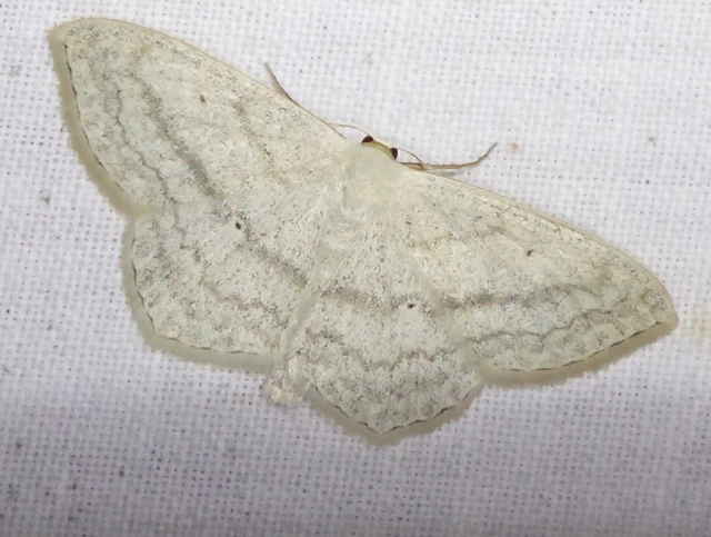 Scopula nigropunctata - feketepettyes araszoló