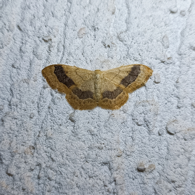 Idaea aversata - nagy sávosaraszoló