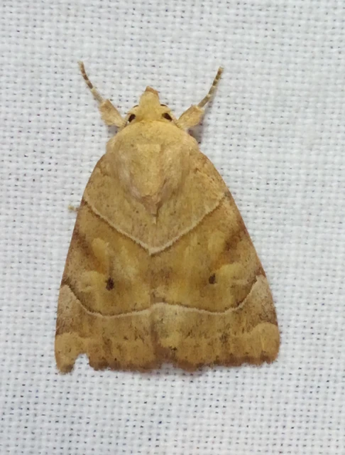 Cosmia trapezina - közönséges lombbagoly