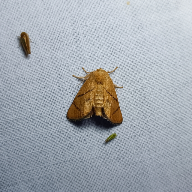 Apoda limacodes - kagylólepke