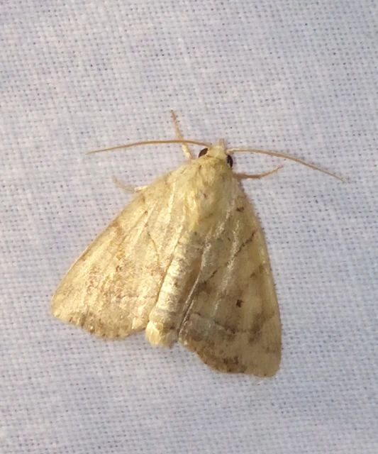 Cosmia trapezina - közönséges lombbagoly