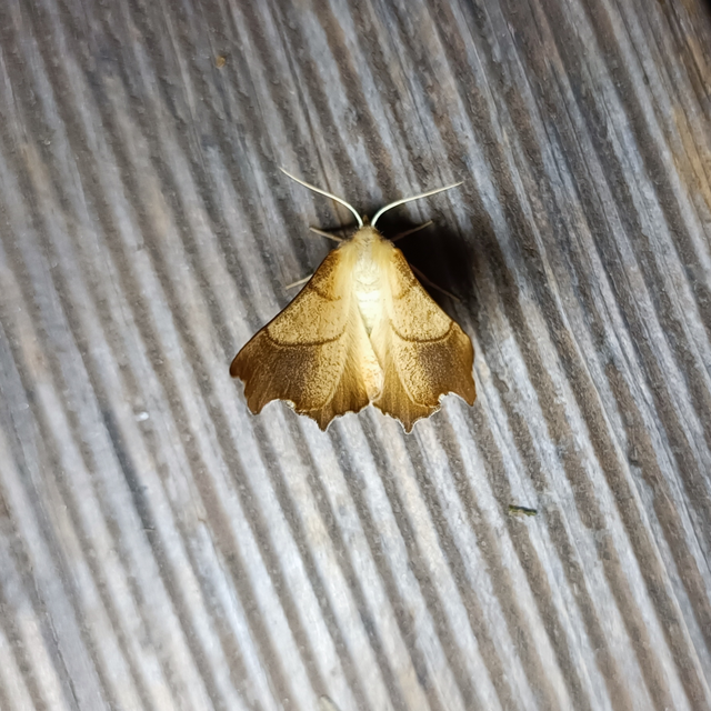 Ennomos fuscantaria - kőris-levélaraszoló