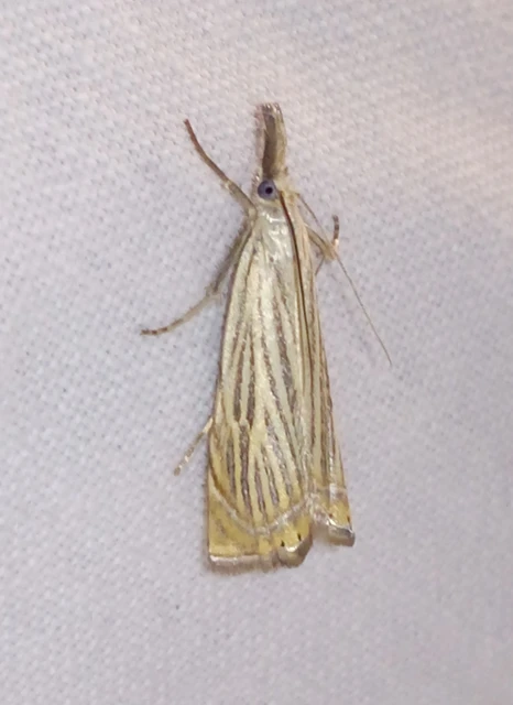 Chrysoteuchia culmella - kerti fűgyökérmoly