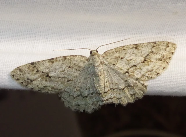 Ectropis crepuscularia - avararaszoló