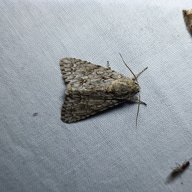 Acronicta aceris - vadgesztenye-szigonyosbagoly