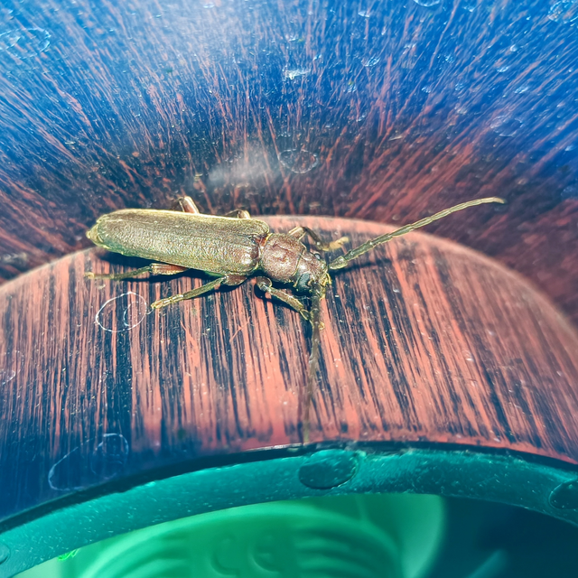 Arhopalus rusticus - gödrösnyakú cincér