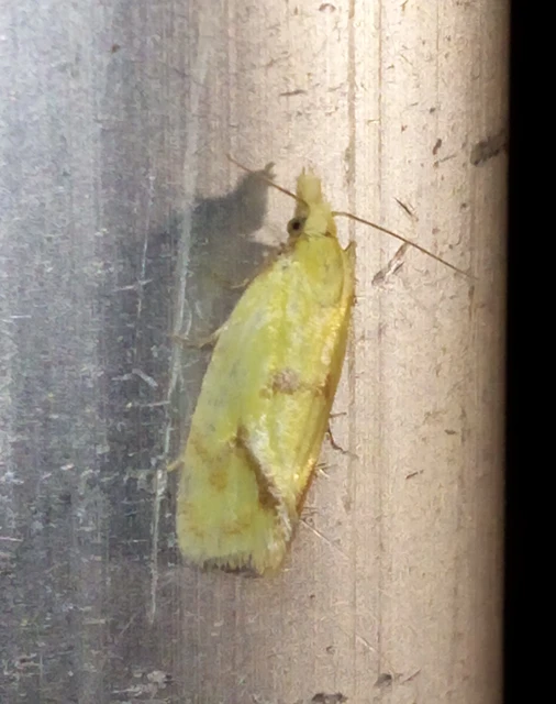 Agapeta hamana - közönséges sárgamoly