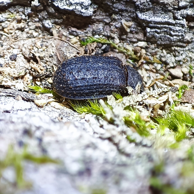 Trox scaber - rövidsörtés irhabogár