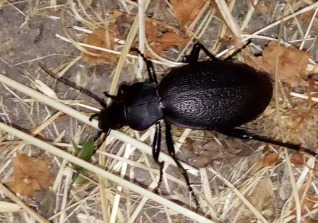 Carabus coriaceus - bőrfutrinka