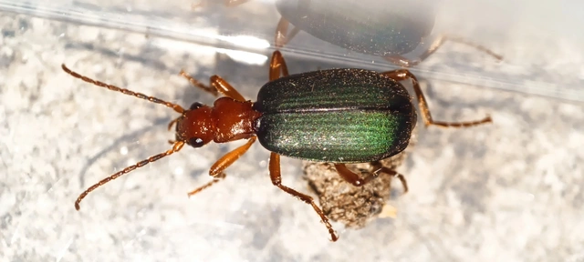 Brachinus crepitans - nagy pöfögőfutrinka