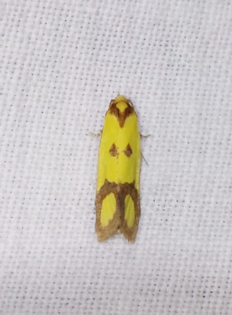 Agapeta zoegana - barnacsíkos sárgamoly