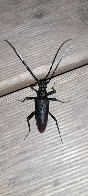 Cerambyx cerdo - nagy hőscincér
