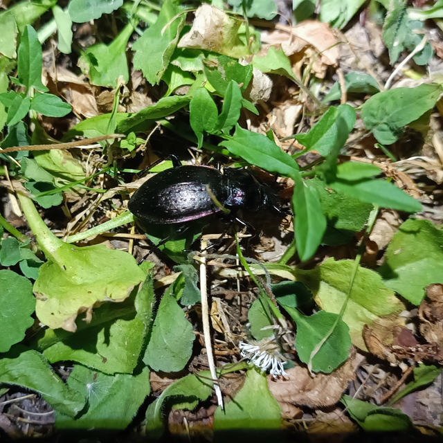 Carabus nemoralis - ligeti futrinka