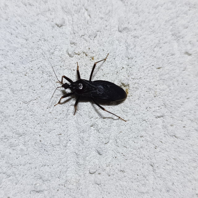 Reduvius personatus - szemetes zugpoloska