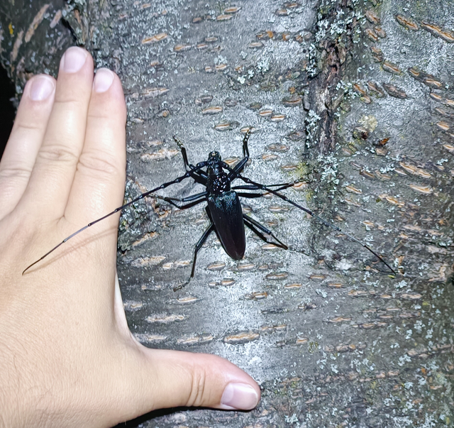 Cerambyx cerdo - nagy hőscincér