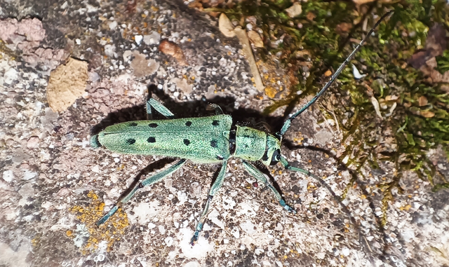 Saperda octopunctata - nyolcpontos cincér