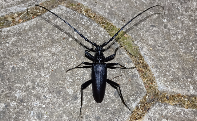 Cerambyx cerdo - nagy hőscincér
