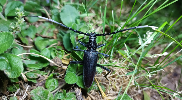 Cerambyx cerdo - nagy hőscincér