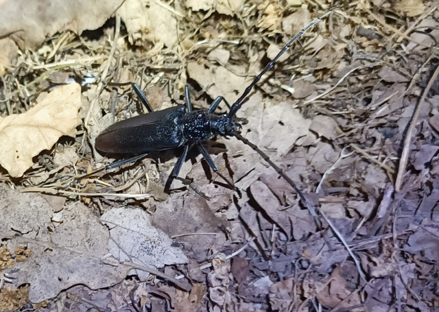 Cerambyx cerdo - nagy hőscincér