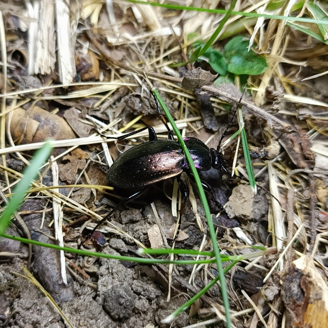 Carabus nemoralis - ligeti futrinka