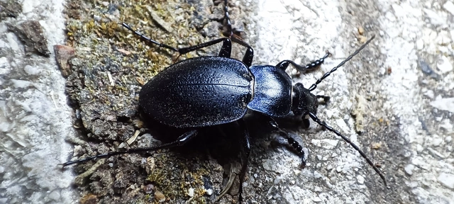 Carabus convexus - selymes futrinka