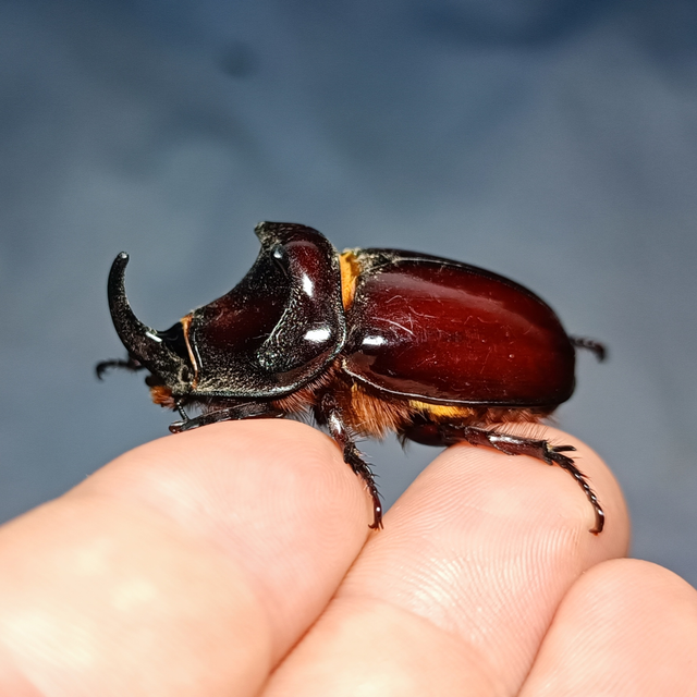 Oryctes nasicornis - orrszarvú bogár