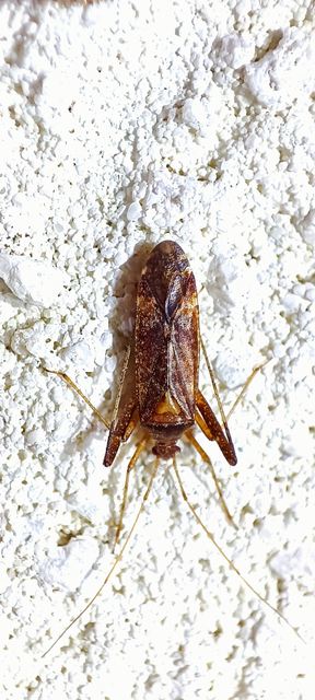 Phytocoris