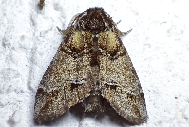 Drymonia velitaris - hegyi púposszövő