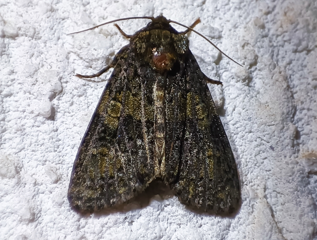Craniophora ligustri - fagyalbagoly