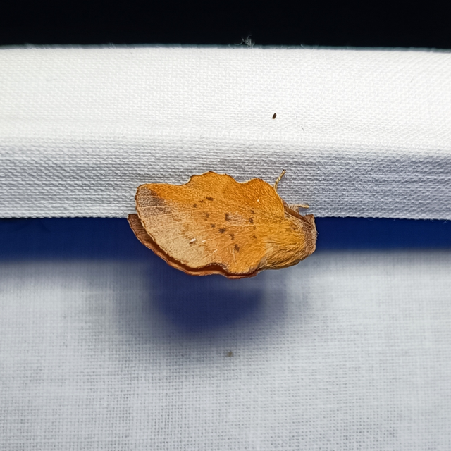 Phyllodesma tremulifolia - nyárlevélpohók