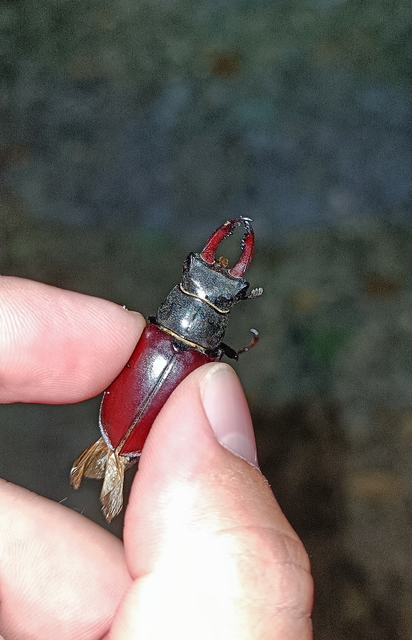 Lucanus cervus - nagy szarvasbogár