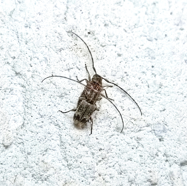 Exocentrus adspersus - tölgyfa-rőzsecincér