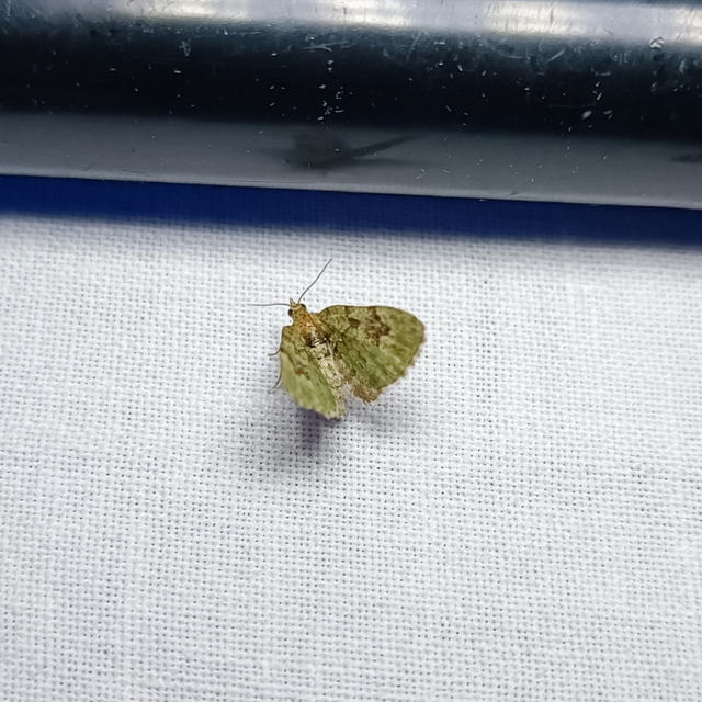 Chloroclystis v-ata - zöldes törpearaszoló