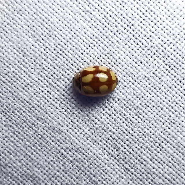 Adalia decempunctata - tízpettyes katica