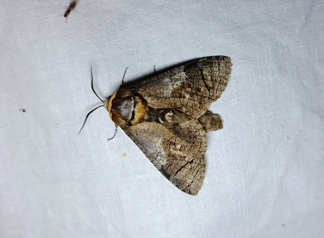 Cossus cossus - fűzfarontólepke