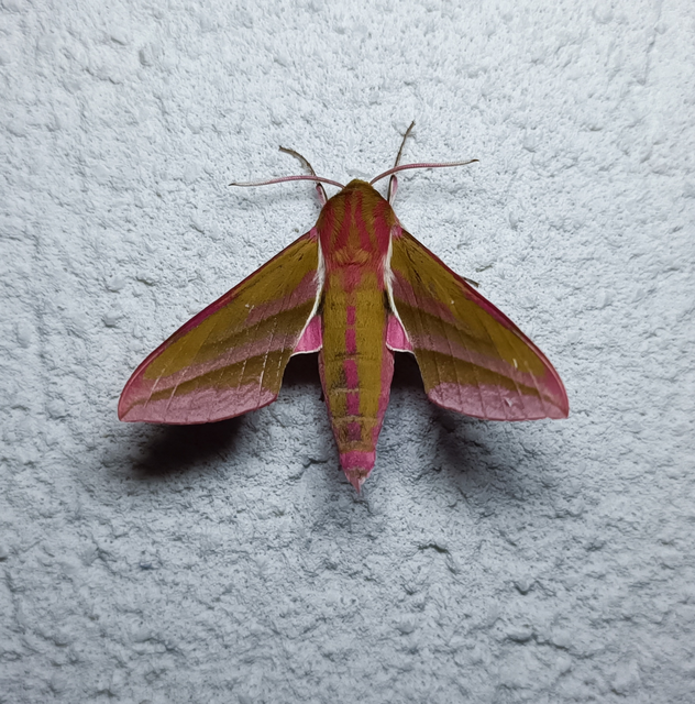 Deilephila elpenor - szőlőszender