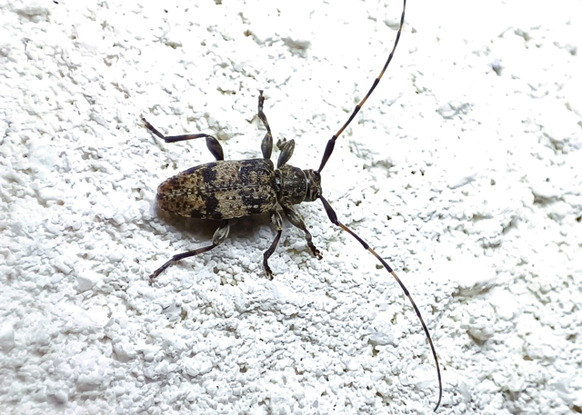 Leiopus nebulosus - öves gesztcincér