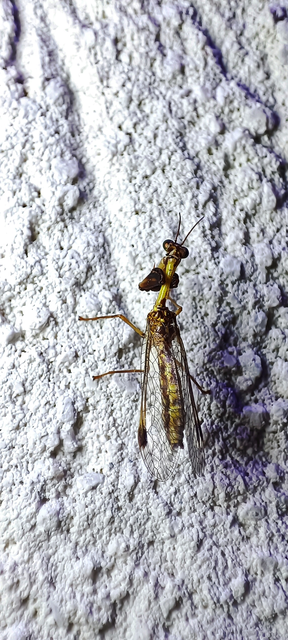 Mantispa styriaca - kétszínű fogólábú-fátyolka
