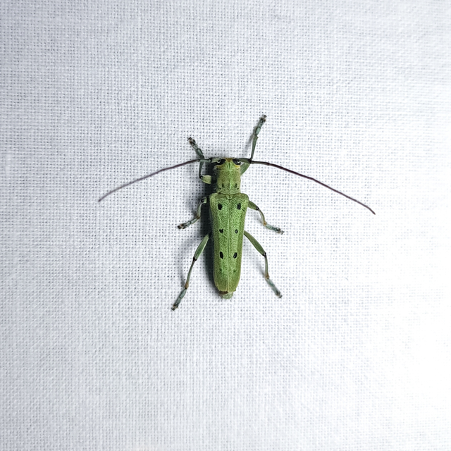 Saperda octopunctata - nyolcpontos cincér