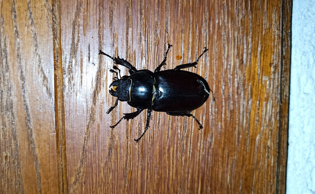 Lucanus cervus - nagy szarvasbogár
