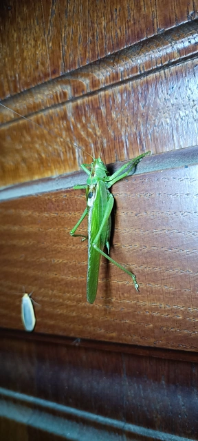 Tettigonia viridissima - zöld lombszöcske