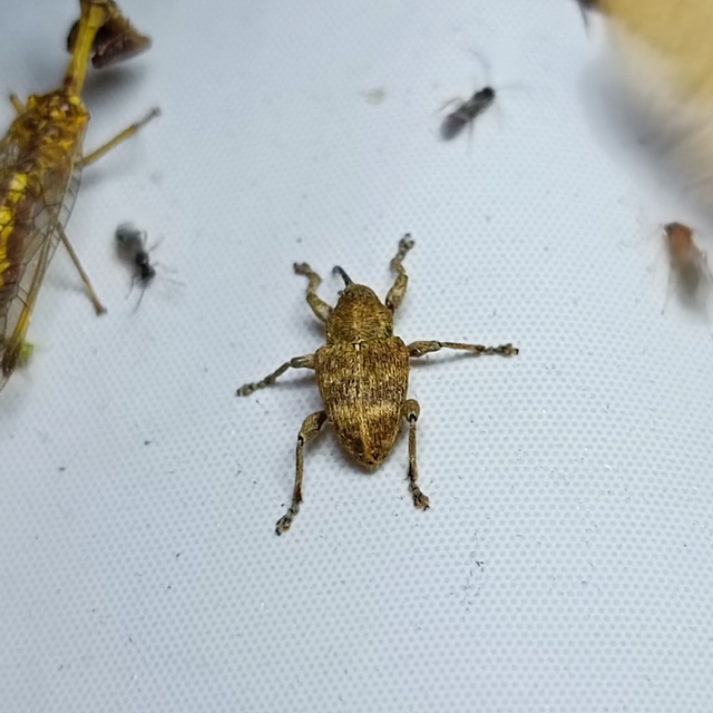 Curculio