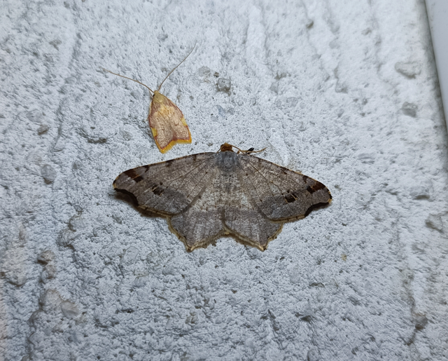 Macaria alternata - közönséges szürkearaszoló