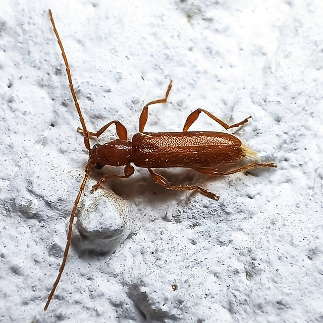 Axinopalpis gracilis - kecses selymescincér