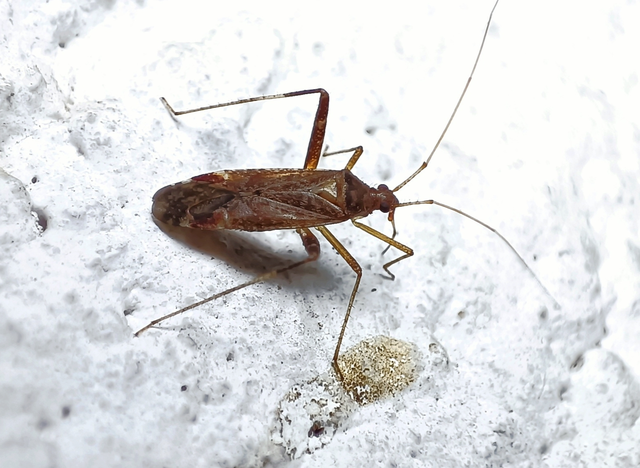 Phytocoris