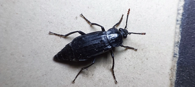 Necrodes littoralis - nagy dögbogár