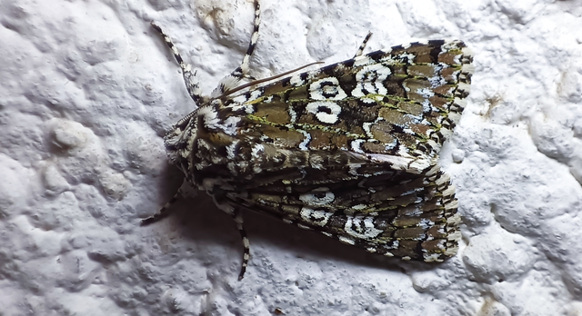 Lamprosticta culta - hármasfoltú bagoly