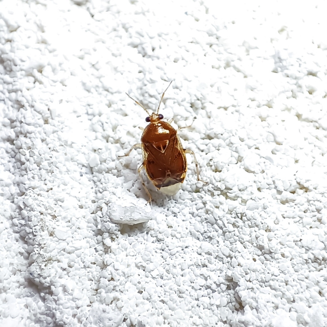 Deraeocoris lutescens - sárgás mezeipoloska Deraeocoris lutescens - sárgás mezeipoloska